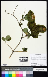 Lonicera flava image