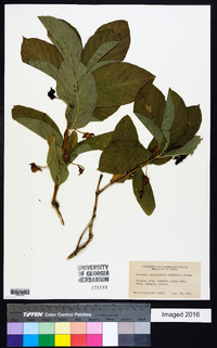 Lonicera involucrata image