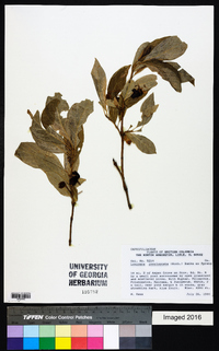 Lonicera involucrata image