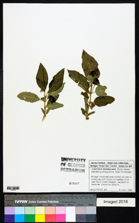 Lonicera involucrata image