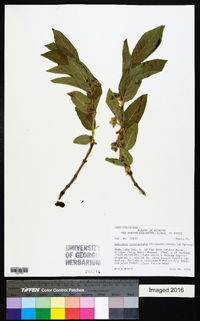 Lonicera involucrata image