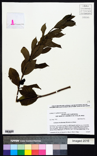 Lonicera involucrata image