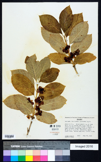 Lonicera involucrata image