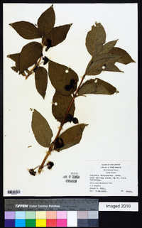 Lonicera involucrata image