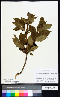 Lonicera involucrata image