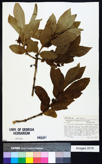 Lonicera involucrata image