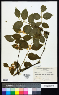 Lonicera maackii image