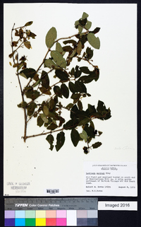 Lonicera morrowii image