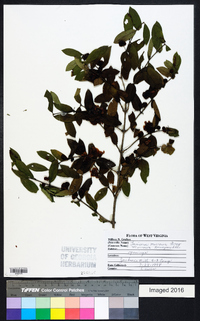 Lonicera xylosteum image