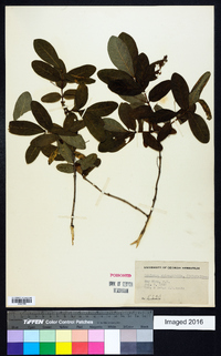 Lonicera oblongifolia image