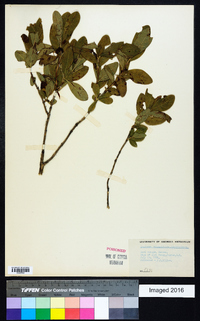 Lonicera oblongifolia image