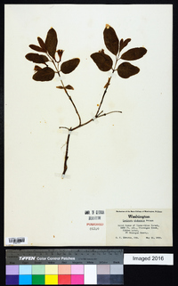 Lonicera utahensis image