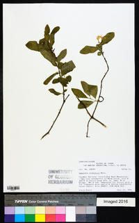 Lonicera utahensis image