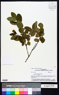 Lonicera utahensis image