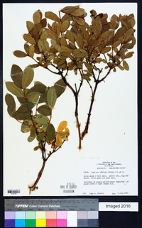 Lonicera caerulea image