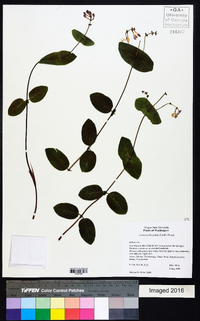 Lonicera hispidula image