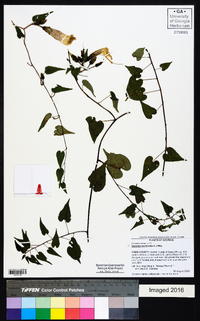 Ipomoea pandurata image