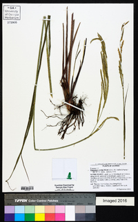 Paspalum urvillei image