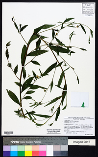 Ludwigia decurrens image