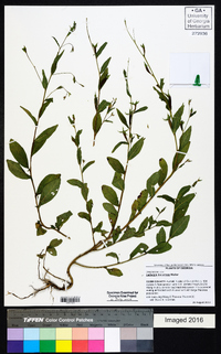 Ludwigia decurrens image