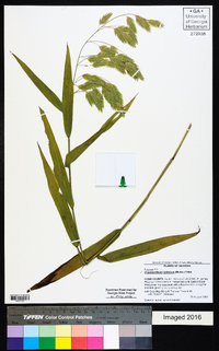 Chasmanthium latifolium image