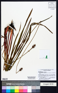 Xyris platylepis image