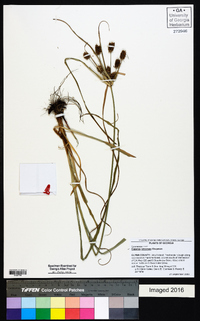 Cyperus retrorsus image