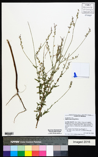 Oenothera simulans image