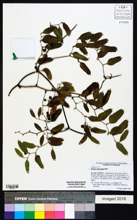 Smilax auriculata image