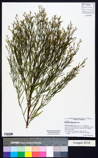 Baccharis angustifolia image