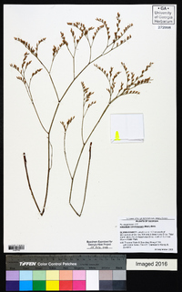 Limonium carolinianum image