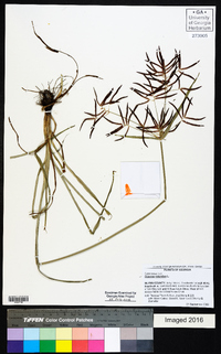 Cyperus rotundus image