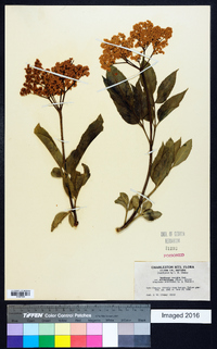 Sambucus cerulea image