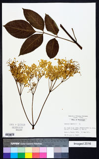 Lonicera canadensis image