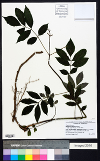 Sambucus racemosa subsp. racemosa image