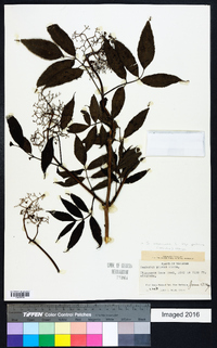 Sambucus racemosa subsp. racemosa image