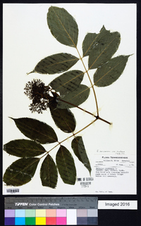 Sambucus racemosa subsp. racemosa image