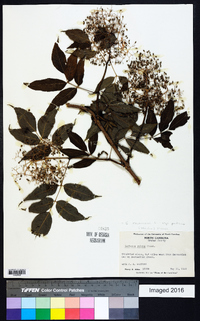 Sambucus racemosa subsp. racemosa image