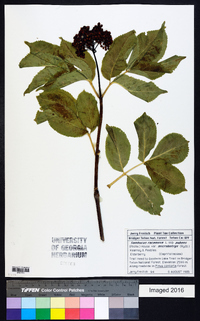 Sambucus racemosa subsp. racemosa image