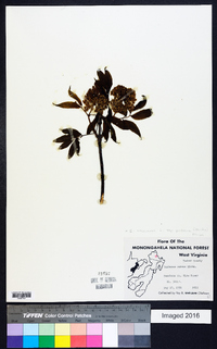 Sambucus racemosa subsp. racemosa image