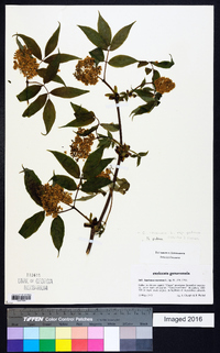 Sambucus racemosa subsp. racemosa image