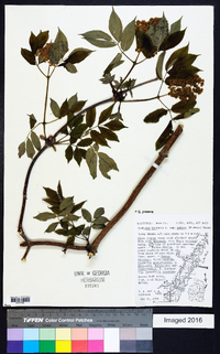 Sambucus racemosa subsp. racemosa image