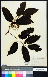 Sambucus racemosa subsp. racemosa image