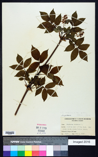 Sambucus racemosa subsp. racemosa image