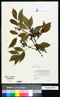 Sambucus racemosa subsp. racemosa image