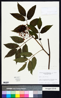 Sambucus racemosa subsp. racemosa image