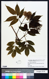 Sambucus racemosa subsp. racemosa image