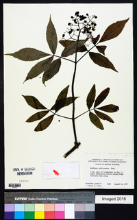 Sambucus racemosa subsp. racemosa image