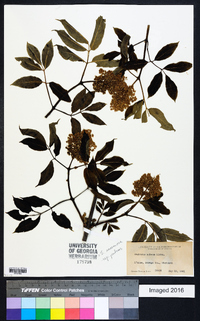 Sambucus racemosa subsp. racemosa image