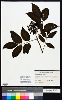 Sambucus racemosa subsp. racemosa image